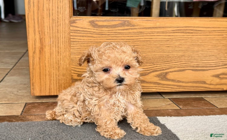 Maltipoo dogs for sale - Ad 1