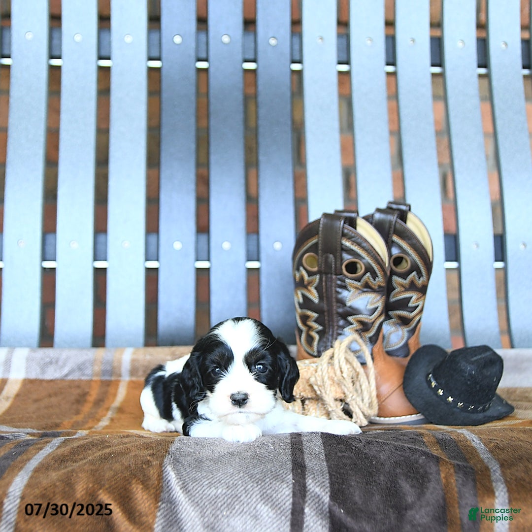 Cocker Spaniel dogs for sale: Kinley - Image 3