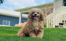 Cavapoo dogs for sale: Iris - Image 8
