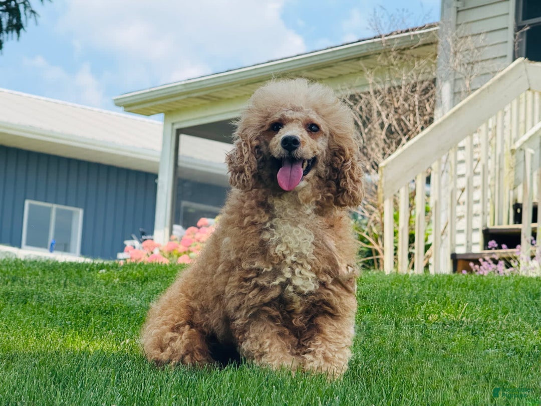 Cavapoo dogs for sale: Iris - Image 8