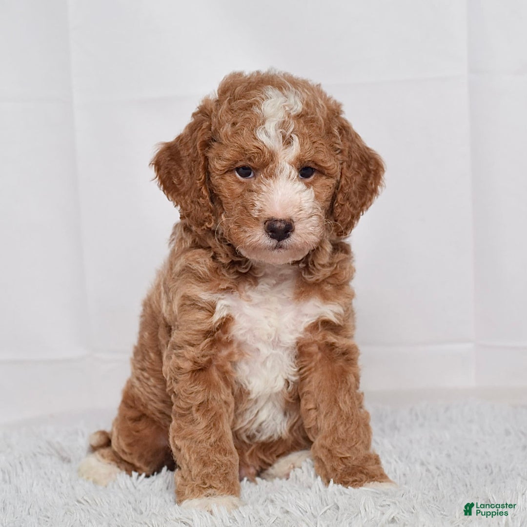 Mini Goldendoodle dogs for sale: Petite Mr Nixon - Image 4