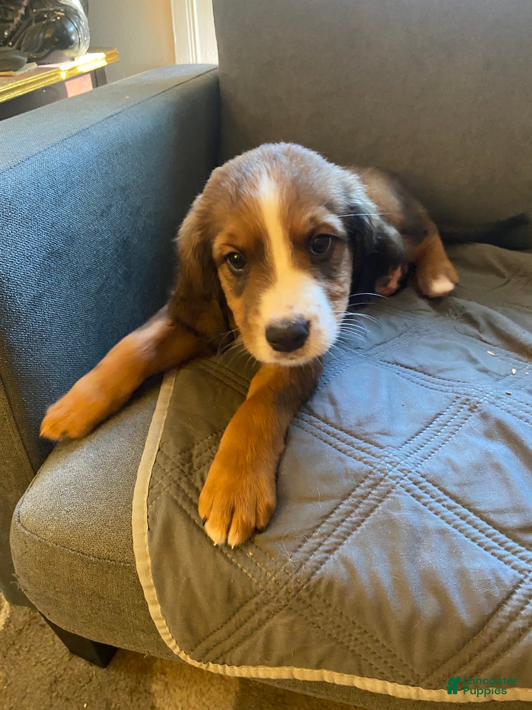 Bernedoodle dogs for sale: Harriet - Image 11
