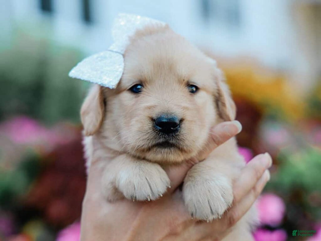 Golden Retriever dogs for sale: Marita - Image 1