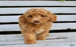 Miniature Poodle dogs for sale: Ron - Image 3