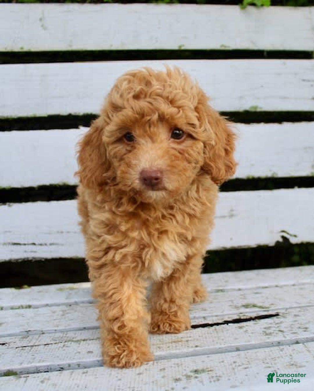 Miniature Poodle dogs for sale: Ron - Image 3