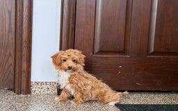 Havapoo dogs for sale: Franklin - Image 3