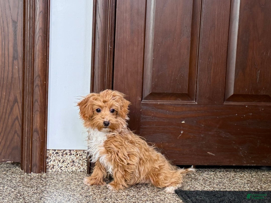 Havapoo dogs for sale: Franklin - Image 3