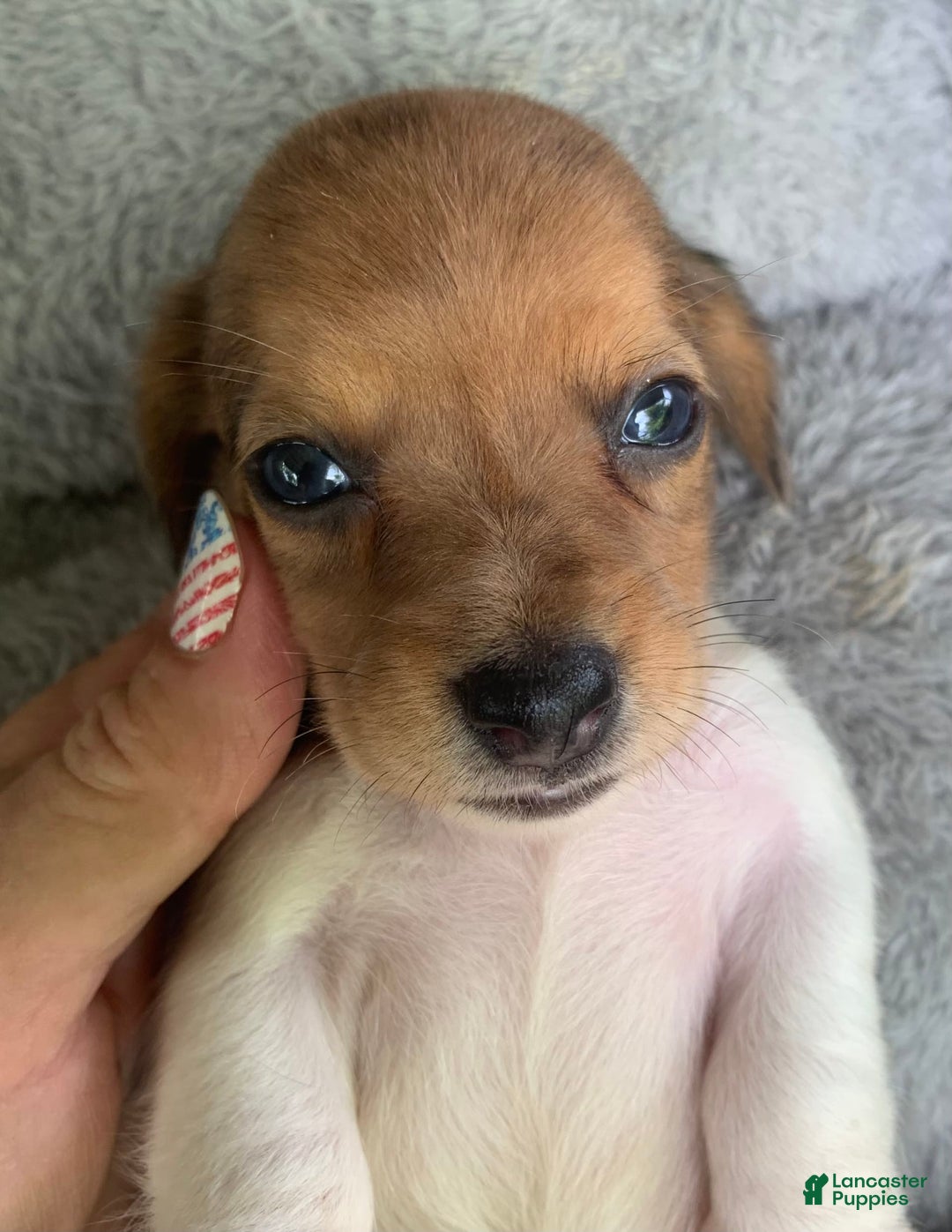 Miniature Dachshund dogs for sale: Baby Cooper - Image 6