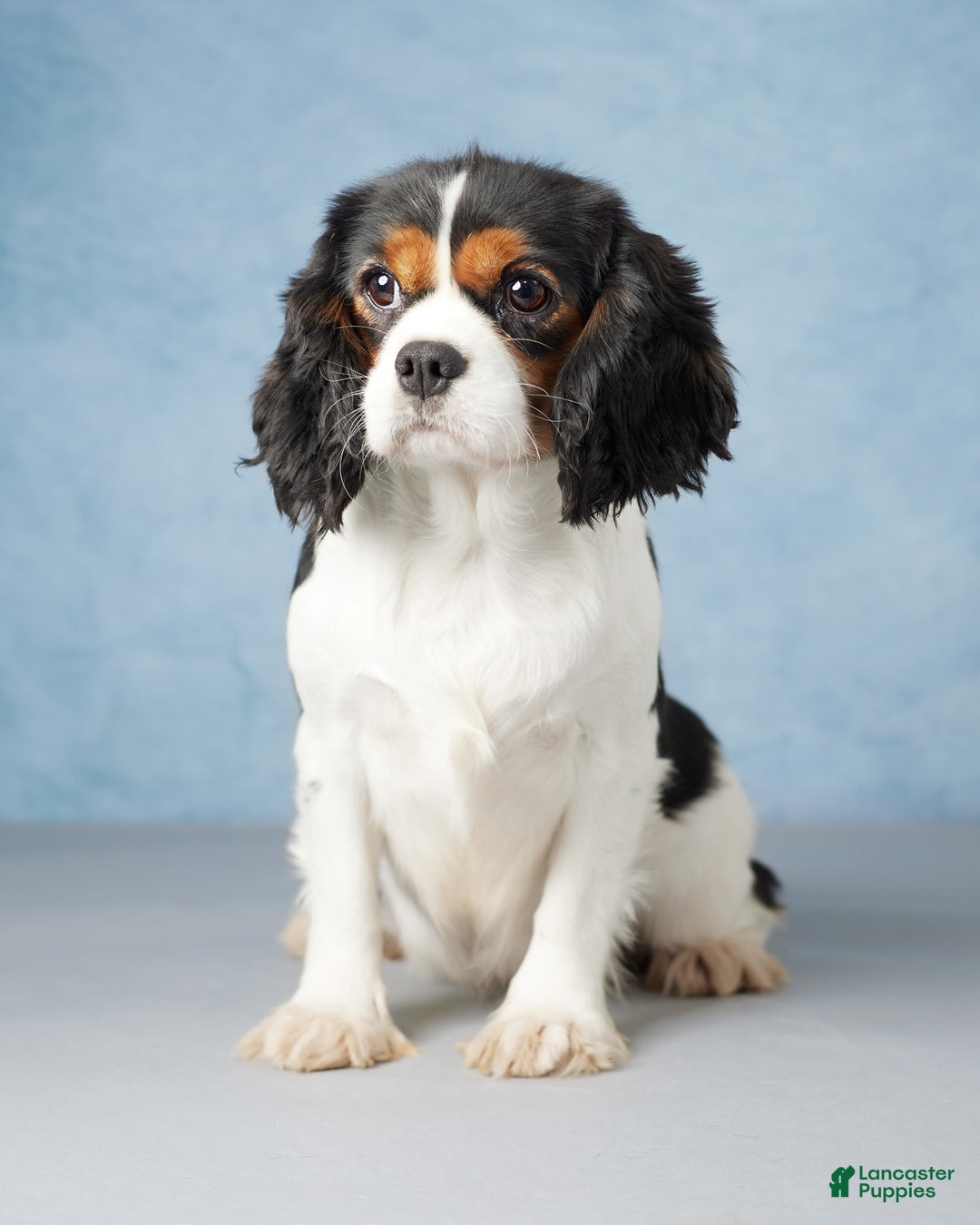 Cavalier King Charles Spaniel dogs for sale: Maverick - Image 8
