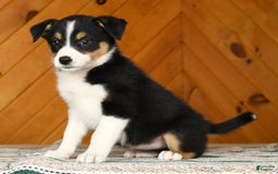Australian Shepherd dogs for sale: Abby - Image 3