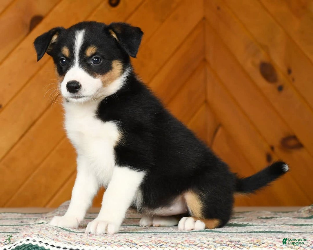 Australian Shepherd dogs for sale: Abby - Image 3