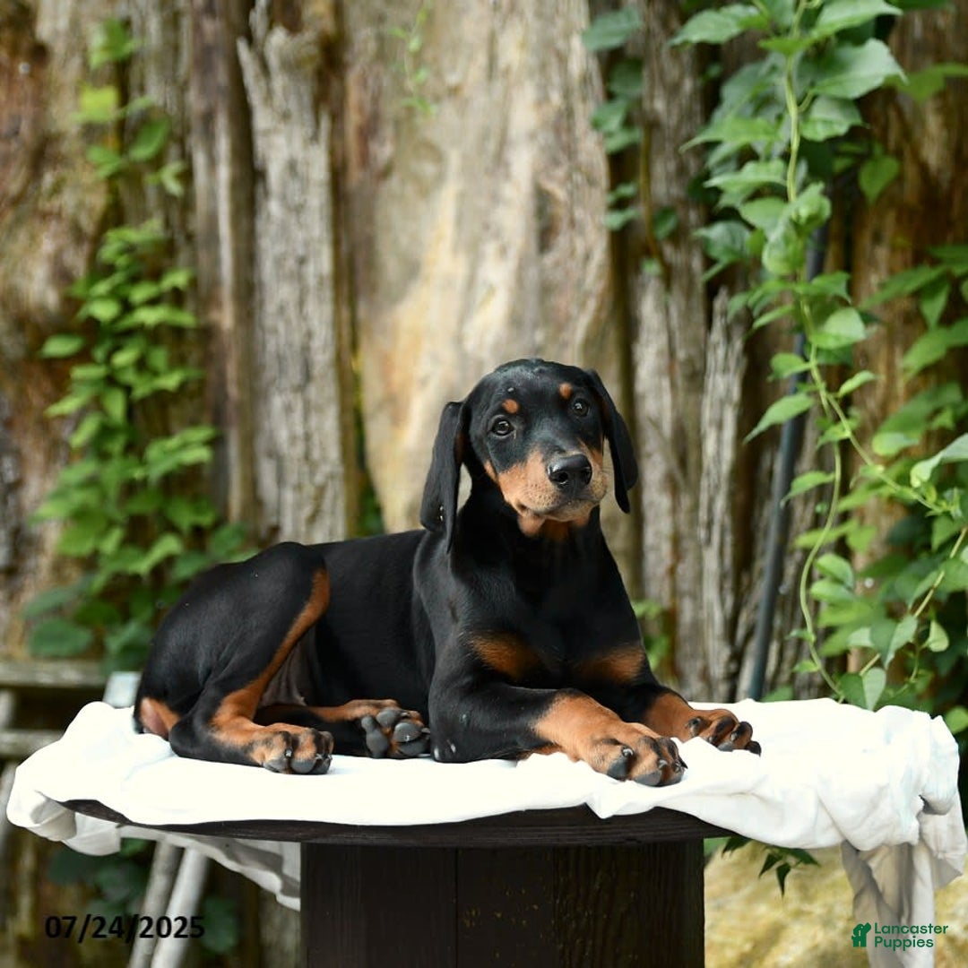 Doberman Pinscher dogs for sale: Precious - Image 12