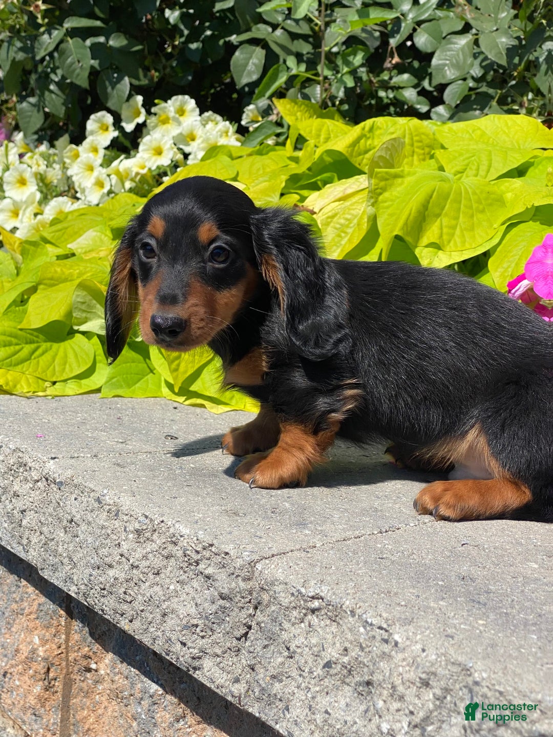 Dachshund dogs for sale: Dustin - Image 2
