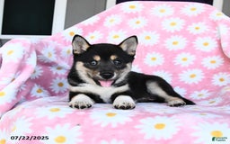 Shiba Inu dogs for sale: Maddie - Image 1