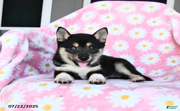 Shiba Inu dogs for sale - Ad 3