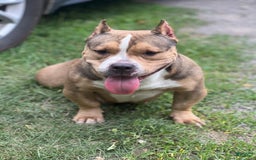 American Bully dogs for sale: Little Mama - Image 2