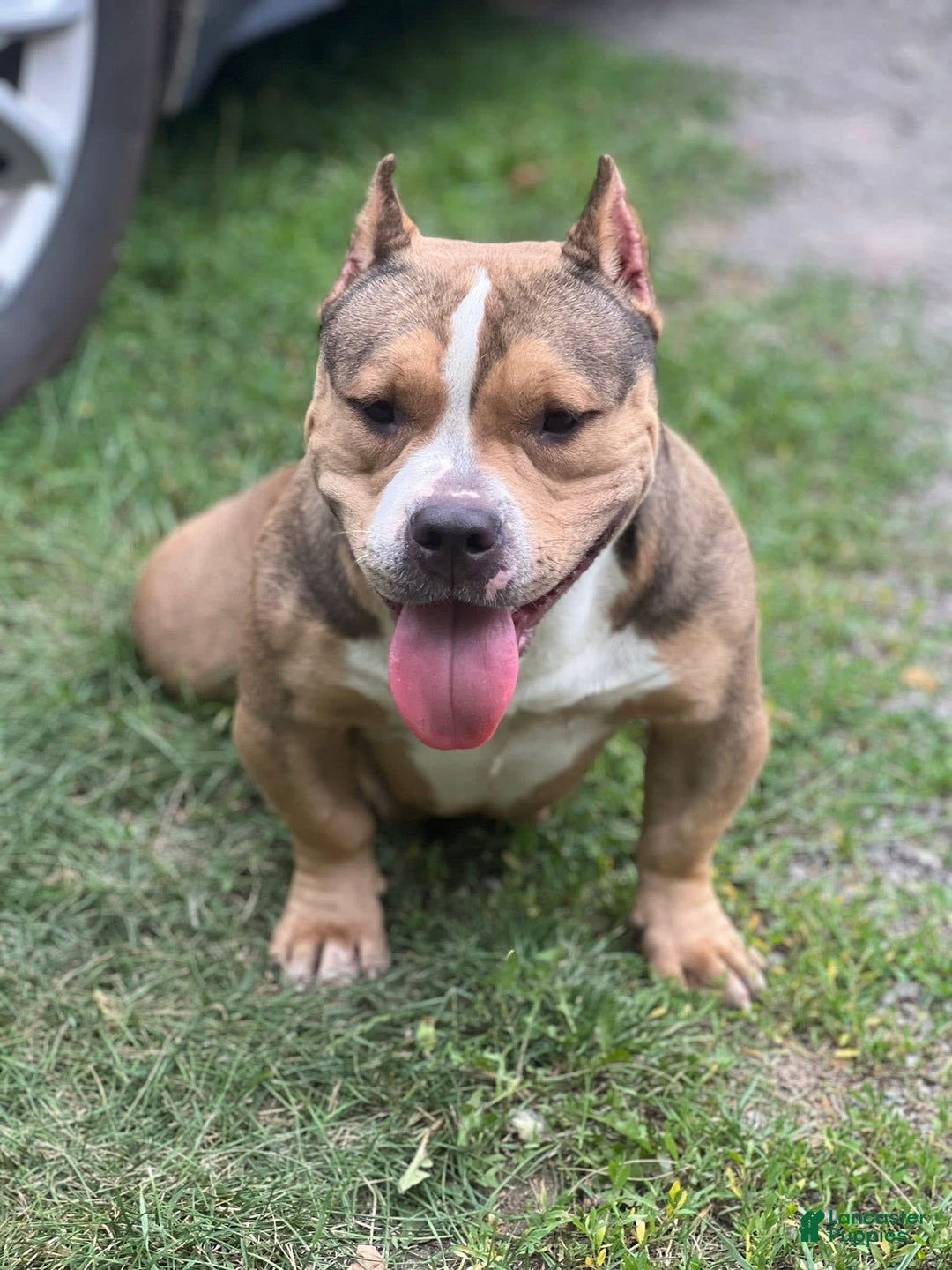 American Bully dogs for sale: Little Mama - Image 2