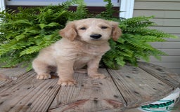 Goldendoodle dogs for sale: Bella - Image 37