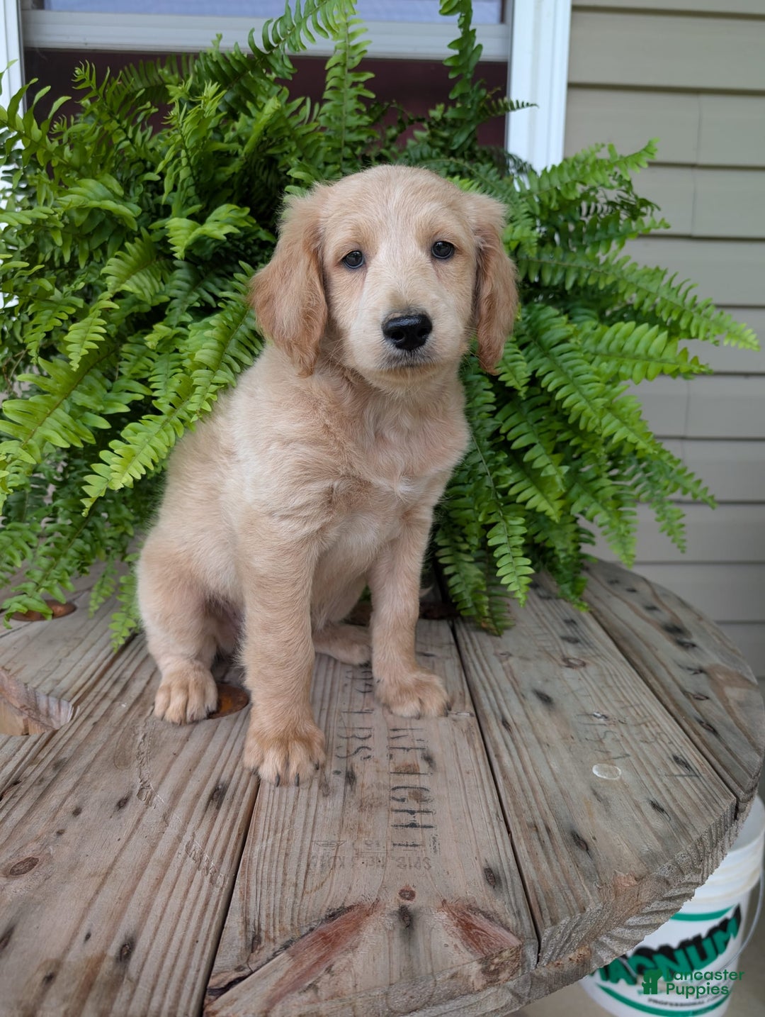 Goldendoodle dogs for sale: Bella - Image 37