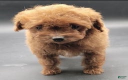 Toy Poodle dogs for sale: Lili - Image 3