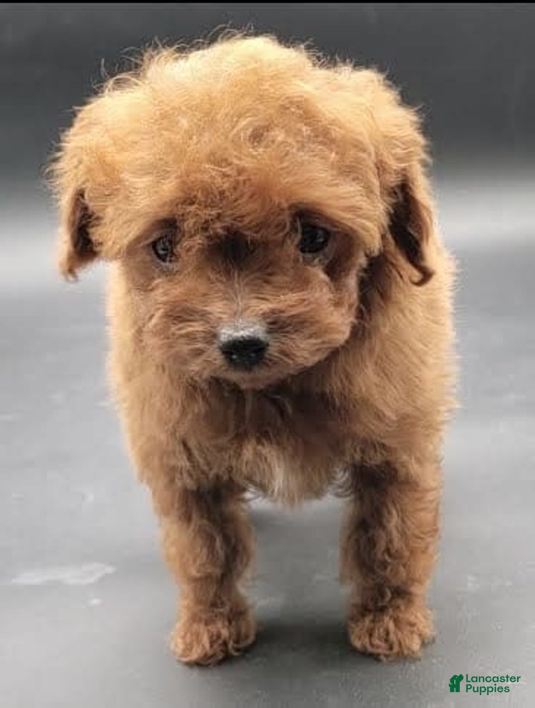 Toy Poodle dogs for sale: Lili - Image 3