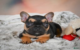 French Bulldog dogs for sale: Max - Image 13