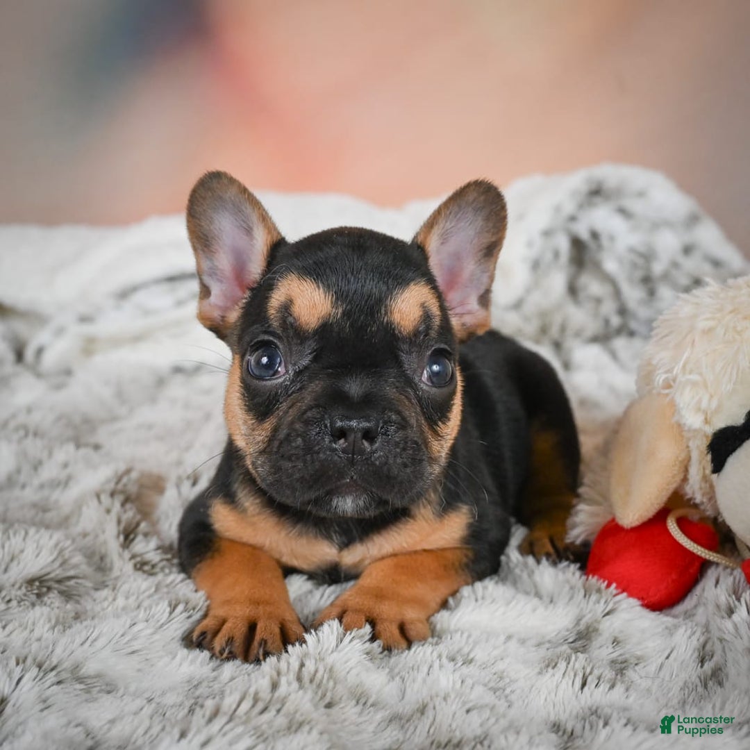 French Bulldog dogs for sale: Max - Image 13