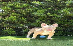 French Bulldog dogs for sale: Dj - Image 4