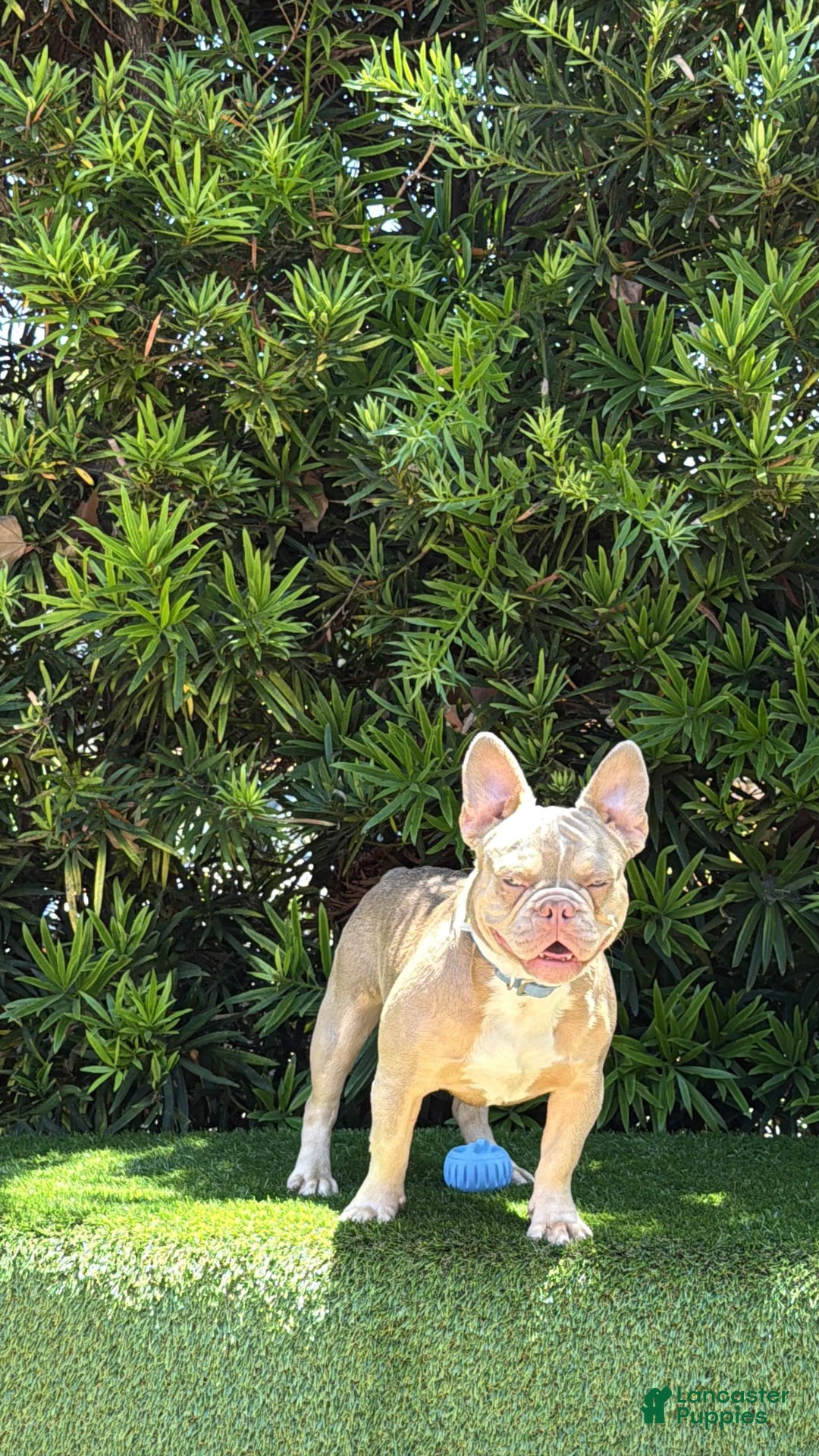 French Bulldog dogs for sale: Dj - Image 4