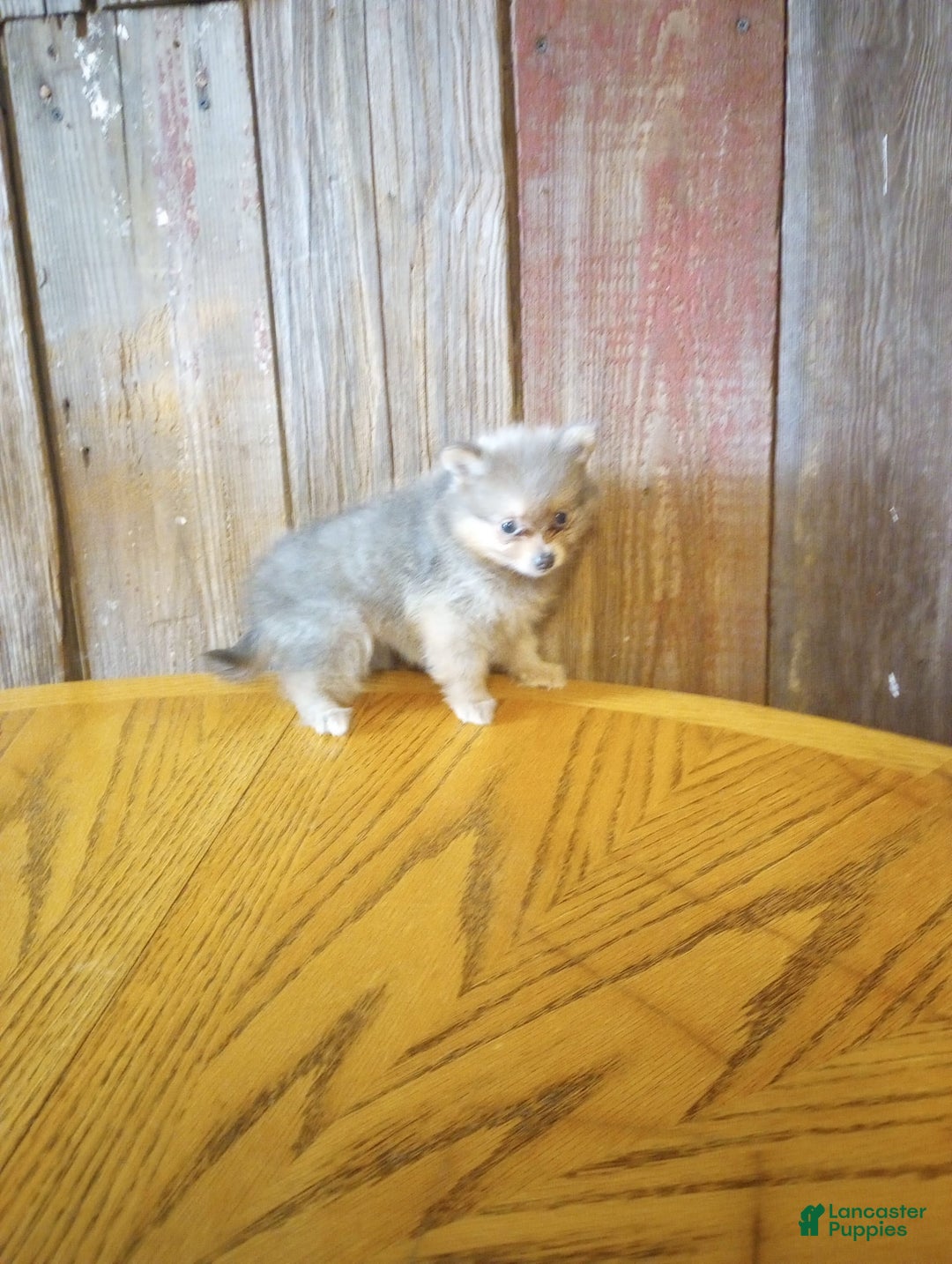 Pomeranian dogs for sale: Diana - Image 1