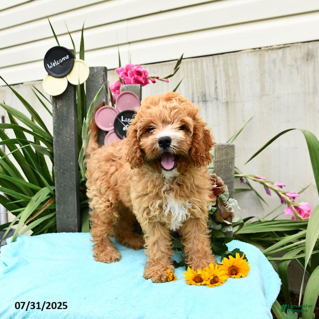 Cavapoo dogs for sale: Cuddles - Image 3
