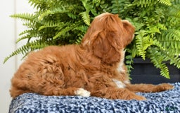 Cavapoo dogs for sale: Peanut - Image 7