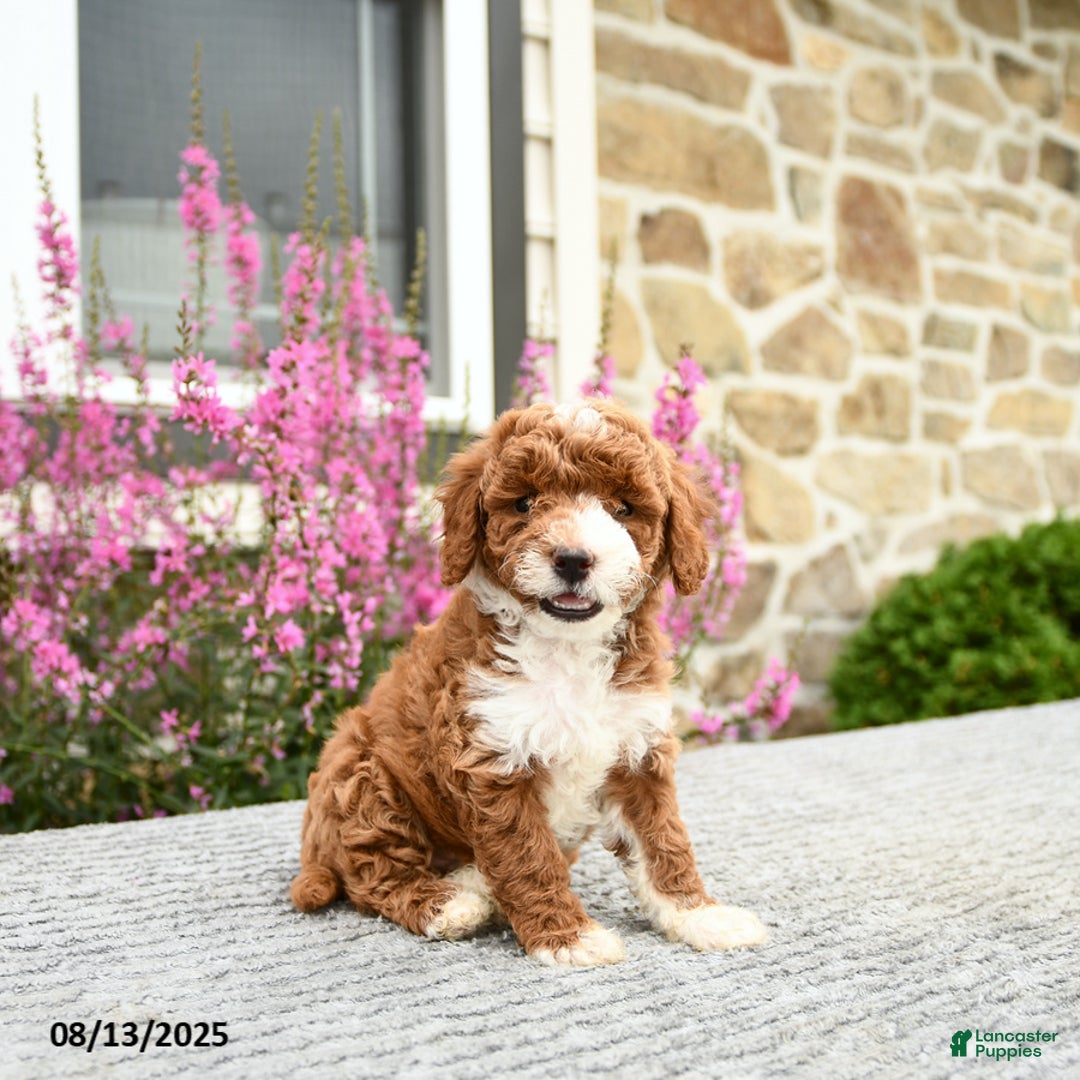 Mini Goldendoodle dogs for sale: Caroline - Image 1