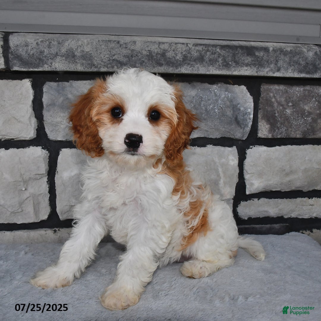 Cavapoo dogs for sale: Callie - Image 4