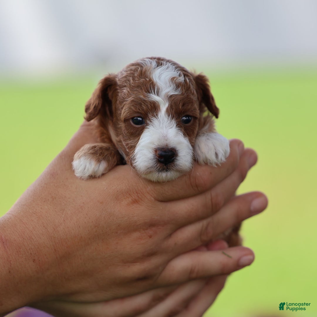Toy Poodle dogs for sale: Dewey - Image 7