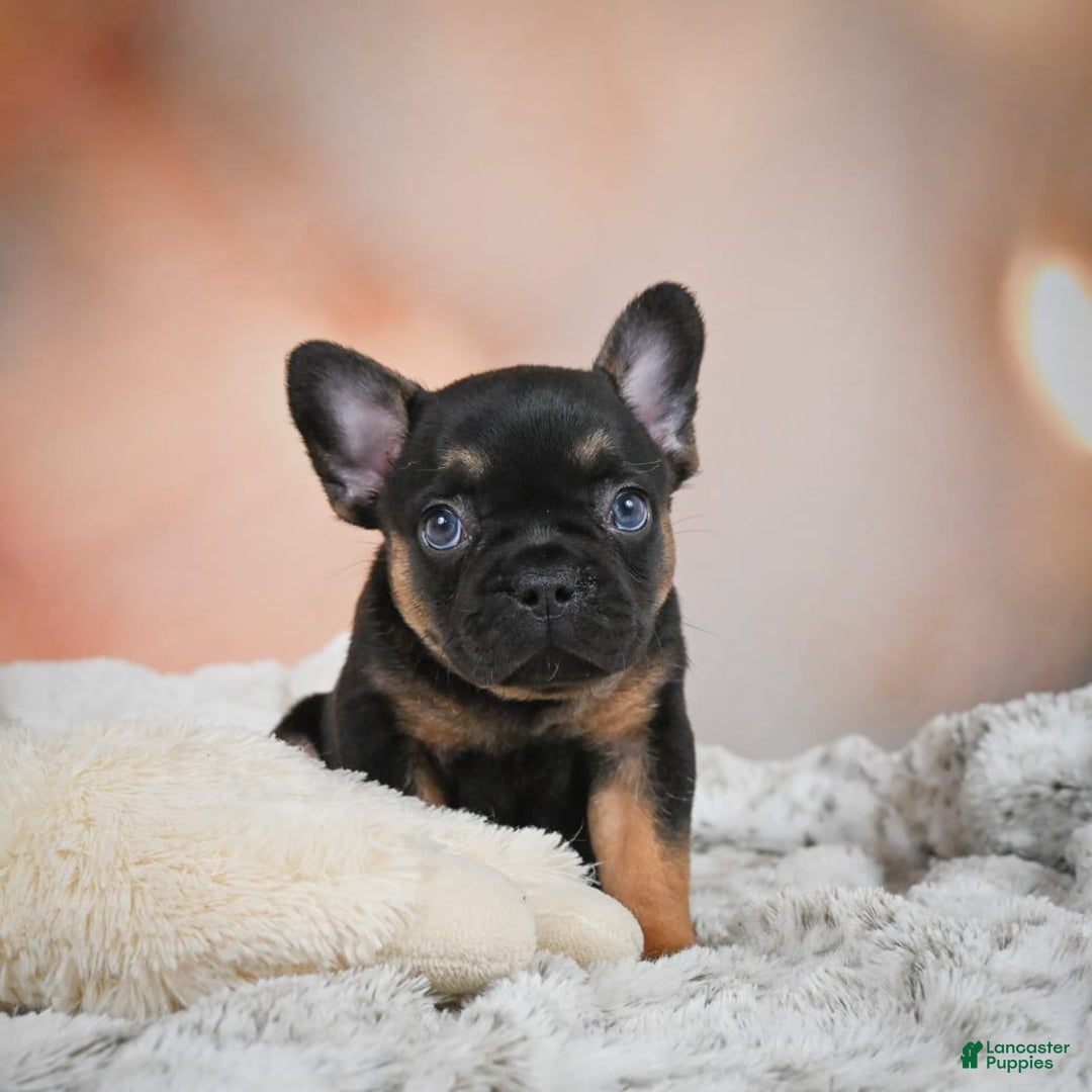 French Bulldog dogs for sale: Buddy - Image 11