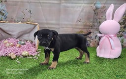 Catahoula Leopard Dog dogs for sale: Juliet 2025 F1 Catahoula Puppy - Image 7