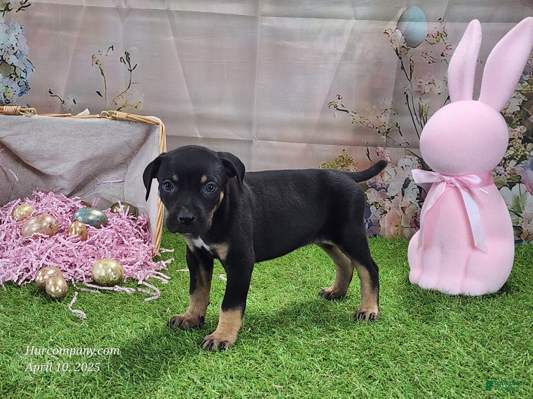 Catahoula Leopard Dog dogs for sale: Juliet 2025 F1 Catahoula Puppy - Image 7