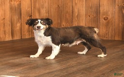 Miniature Australian Shepherd dogs for sale: Dozer - Image 6