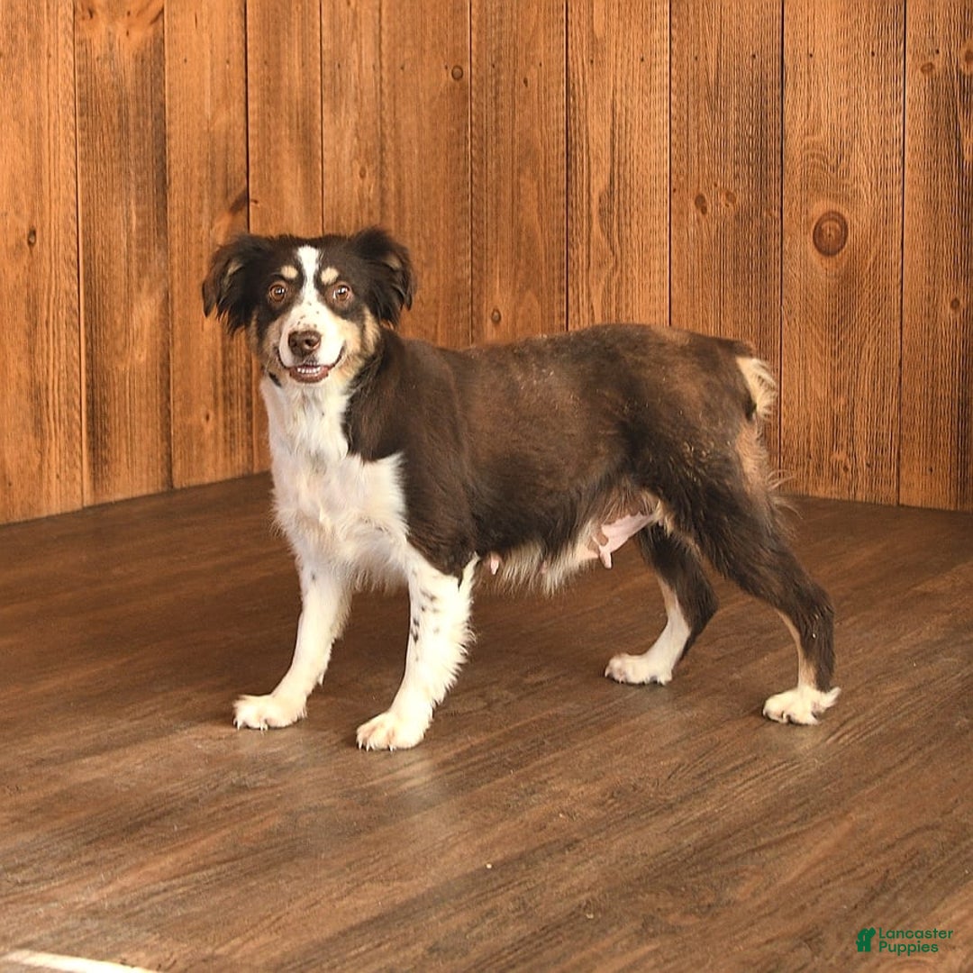 Miniature Australian Shepherd dogs for sale: Dozer - Image 6