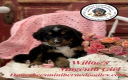 Mini Bernedoodle dogs for sale: Willows Magenta Girl - Image 13