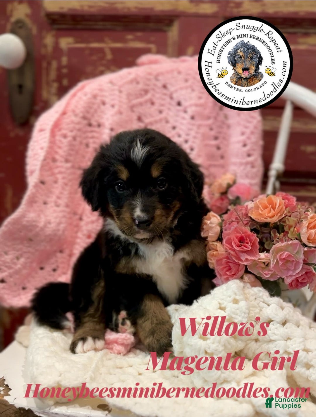 Mini Bernedoodle dogs for sale: Willows Magenta Girl - Image 13