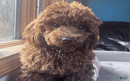 Miniature Poodle dogs for sale: Moto Moto - Image 6