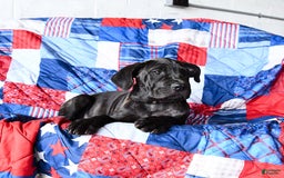 Cane Corso dogs for sale: Sage - Image 9