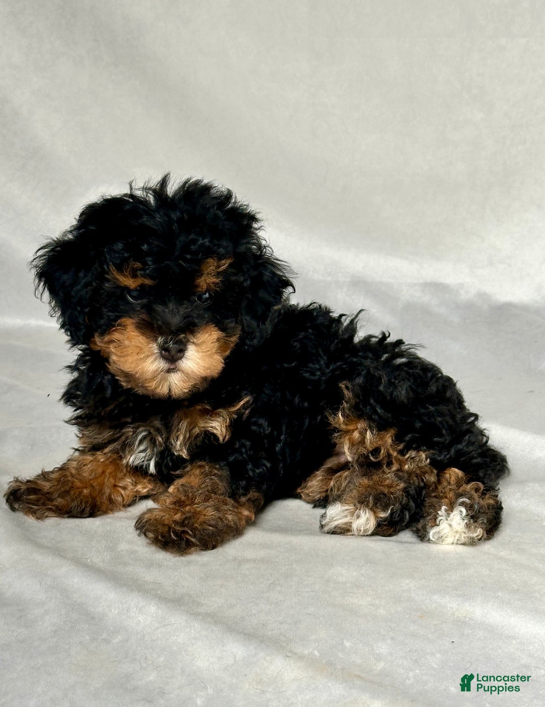Miniature Poodle dogs for sale: Lola - Image 2