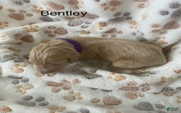 Goldendoodle dogs for sale: Bentley - Image 1