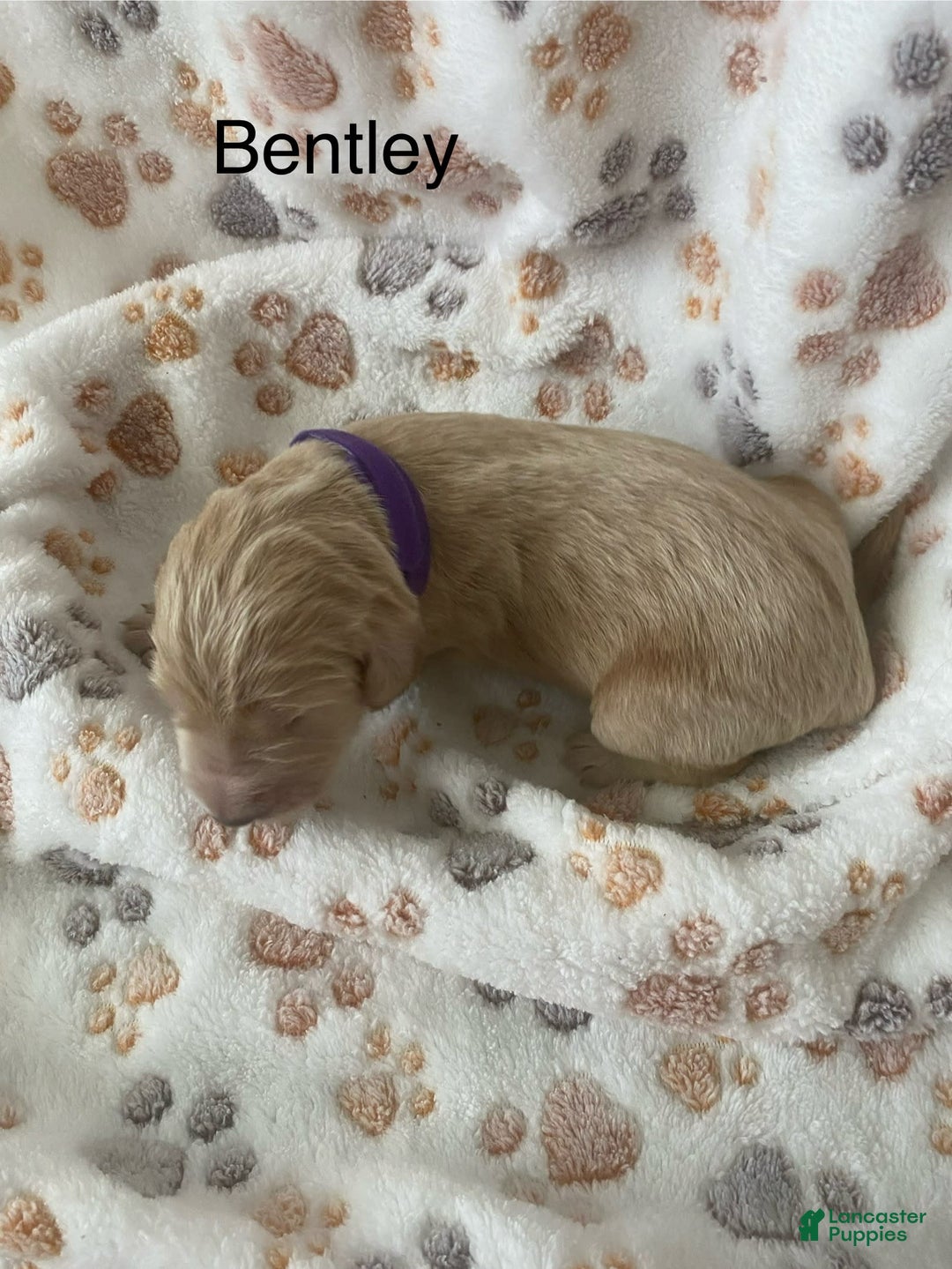 Goldendoodle dogs for sale: Bentley - Image 1