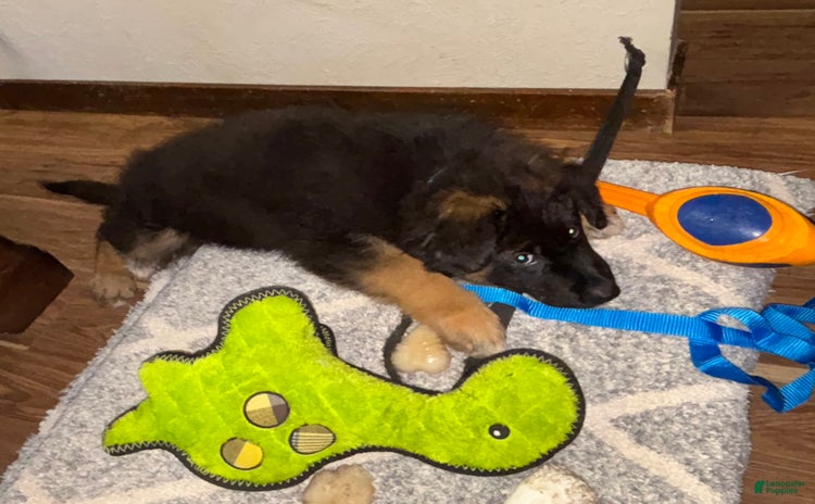 German Shepherd dogs - Advert 1