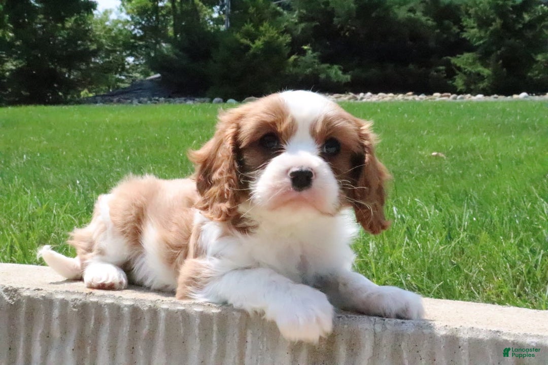 Cavalier King Charles Spaniel dogs for sale: Roxy - Image 4