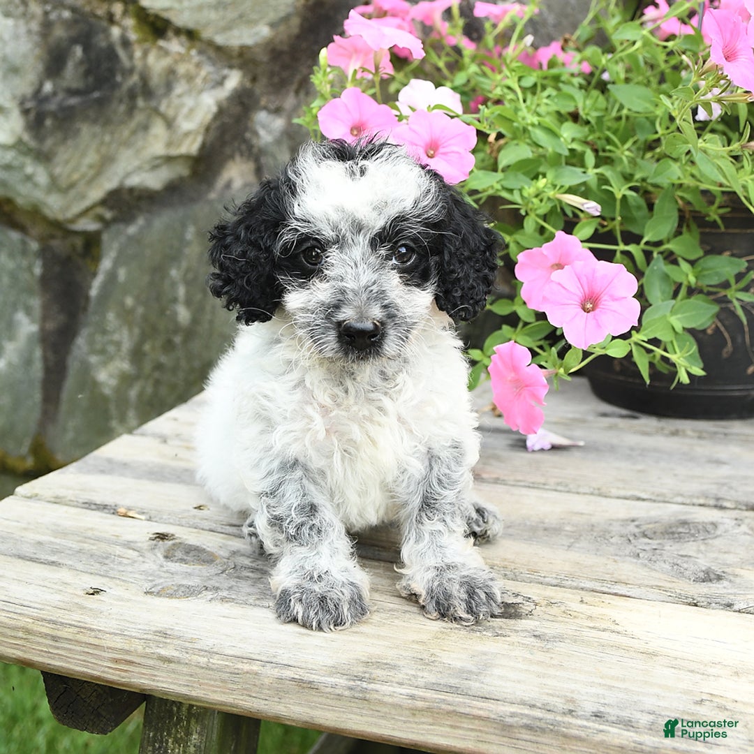 Cavapoo dogs for sale: Smokey - Image 2